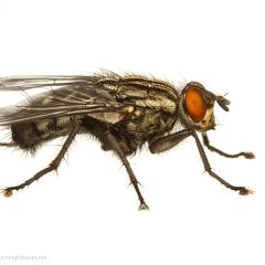 MYN Flesh Fly 1 